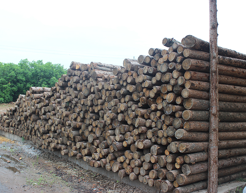 打樁松木（松木樁）